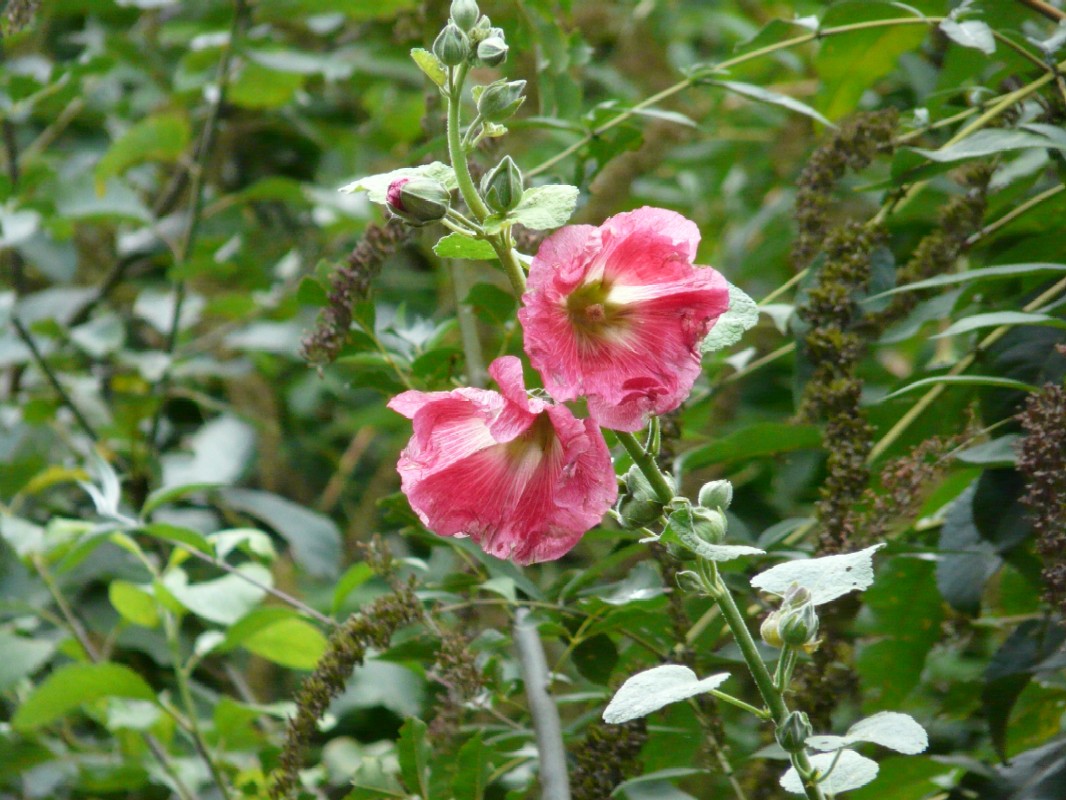 Alcea cfr. rosea